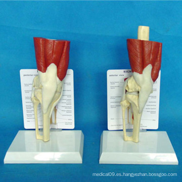 Anatomía de la articulación de la rodilla humana modelo de anatomía médica para la enseñanza (R040105)